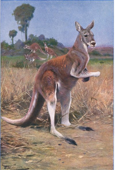 Rode Kangoeroe, illustratie uit Wildlife of the World, ca. 1910 door Wilhelm Kuhnert