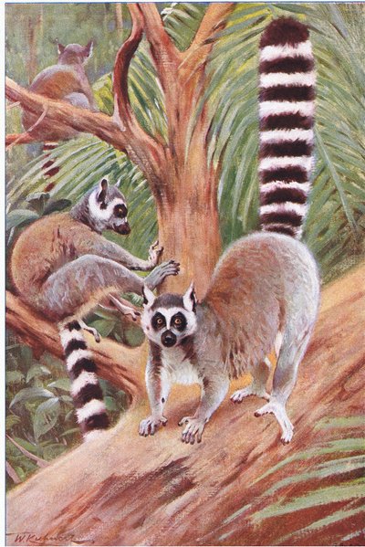 Ringstaartmaki, illustratie uit Wildlife of the World, ca. 1910 door Wilhelm Kuhnert