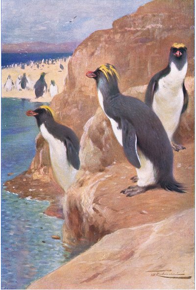 Rots Pinguïn, illustratie uit Wildlife of the World, ca. 1910 door Wilhelm Kuhnert