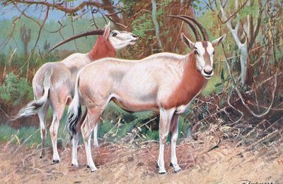 Sabelantilope, illustratie uit Wildlife of the World, ca. 1910 door Wilhelm Kuhnert