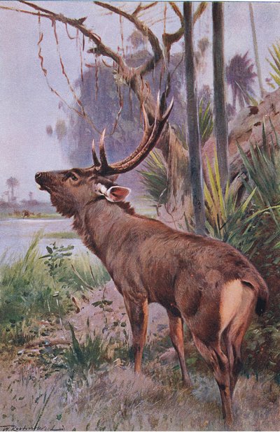 Sambar, uit Wildlife of the World gepubliceerd door Frederick Warne & Co, ca. 1900 door Wilhelm Kuhnert