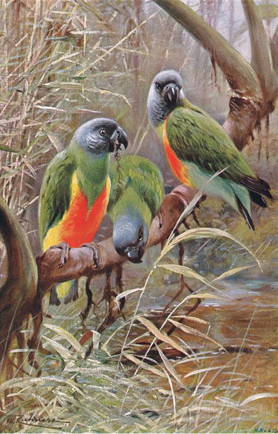 Senegal Papegaai, illustratie uit Wildlife of the World, ca. 1910 door Wilhelm Kuhnert