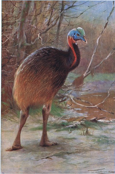 Enkel Wrattenkasuaris, illustratie uit Wildlife of the World, ca. 1910 door Wilhelm Kuhnert
