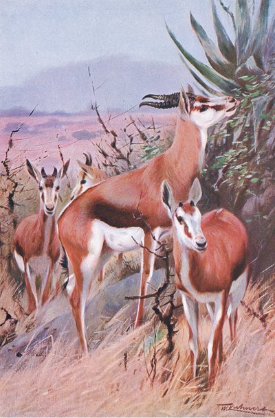 Springbok, illustratie uit Wildlife of the World, ca. 1910 door Wilhelm Kuhnert