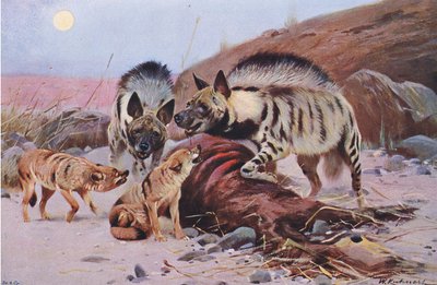 Gestreepte hyena en jakhals, uit Wildlife of the World gepubliceerd door Frederick Warne & Co, ca. 1900 door Wilhelm Kuhnert