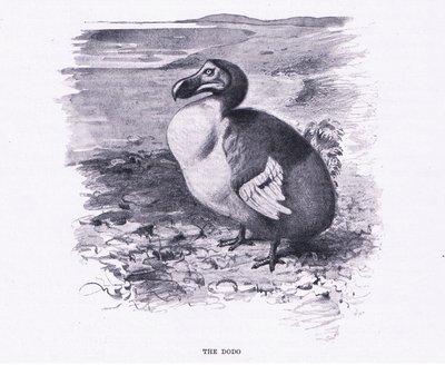 De Dodo, illustratie uit Wildlife of the World, ca. 1910 door Wilhelm Kuhnert