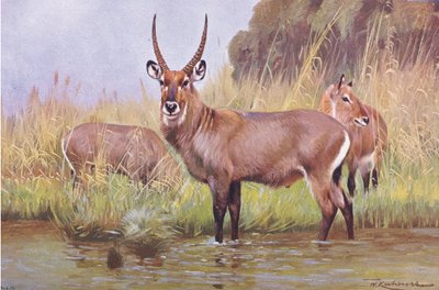 Waterbok, illustratie uit Wildlife of the World, ca. 1910 door Wilhelm Kuhnert
