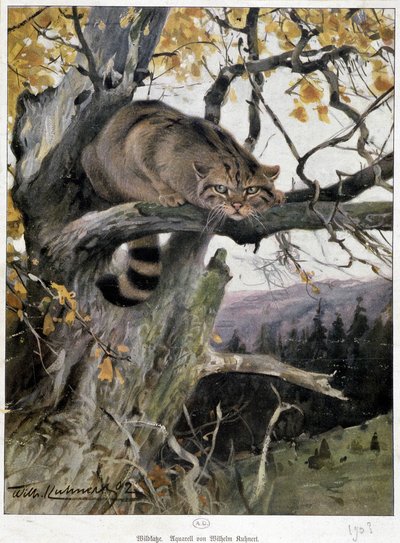 Wilde kat door Wilhelm Kuhnert