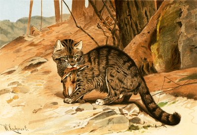 Wilde kat door Wilhelm Kuhnert