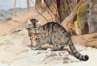 Wilde Kat, plaat uit 