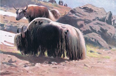 Jak, uit Wildlife of the World gepubliceerd door Frederick Warne & Co, ca. 1900 door Wilhelm Kuhnert