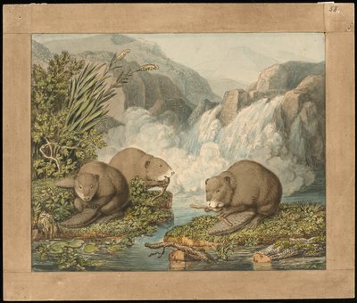 Drie bevers bouwen een dam door Wilhelm Tischbein