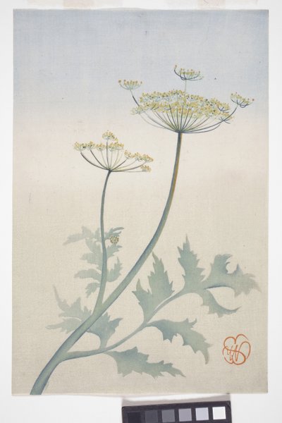 Koninginnenkruid, ca. 1908 door Wilhelmina Seegmiller