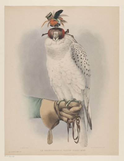 Witte Groenlandse valk door Willem Bastiaan van Wouw (possibly)