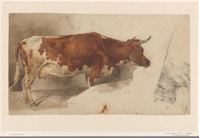 Staande koe, naar rechts, en schets van een rund door Willem Carel Nakken