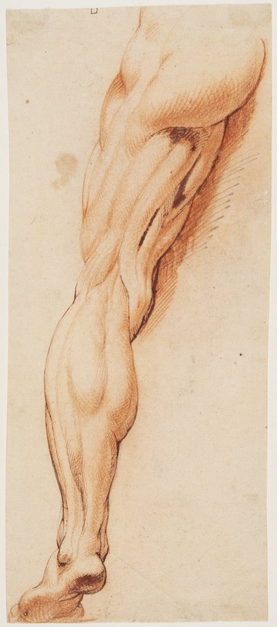 Anatomische studie (écorché). Een gevild linkerbeen van een man van achteren gezien door Willem Panneels
