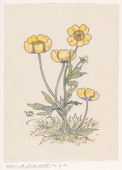 Boterbloemen door Ludwig Willem Reymert Wenckebach