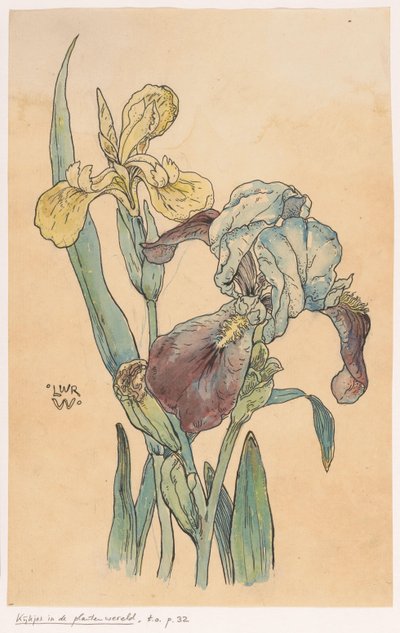 Iris door Ludwig Willem Reymert Wenckebach