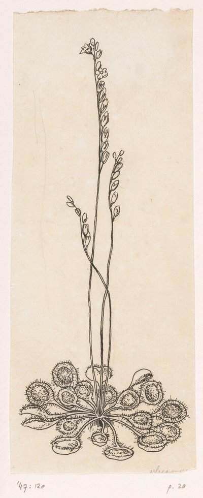 Vliegenvangertje door Willem Wenckebach