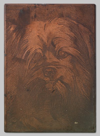 Hond Phoebus door Willem Arnoldus Witsen