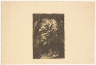 Hond Phoebus door Willem Arnoldus Witsen