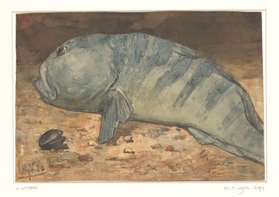 Zijaanzicht van een vis door Willem Arnoldus Witsen
