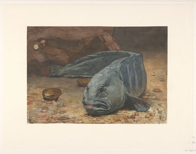Zeewolf op de bodem van een aquarium door Willem Arnoldus Witsen