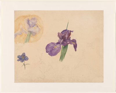 Studies van een iris en ridderspoor door Willem van Konijnenburg
