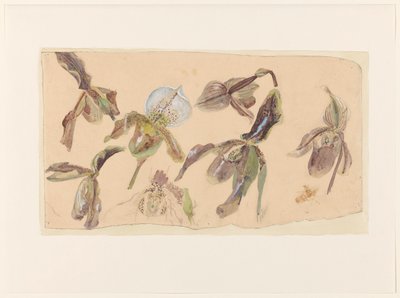 Zeven studies van orchideeën door Willem van Konijnenburg