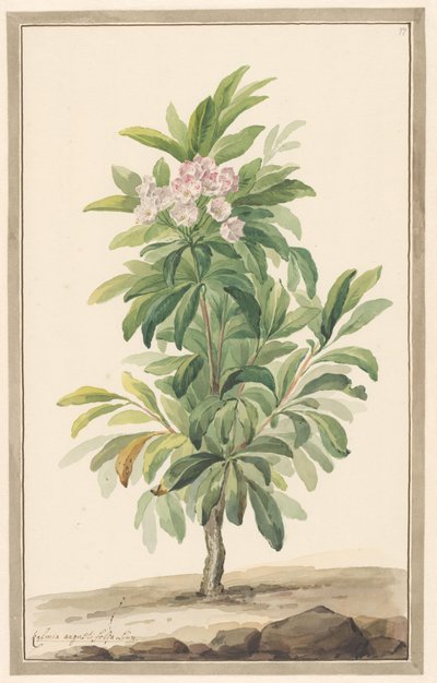 Smalbladige lepelboom in landschap (Kalmia Angustifolio) door Willem van Leen (attributed to)