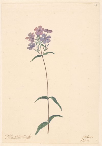 Tak van een flox door Willem van Leen (attributed to)