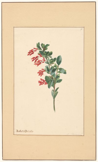 Tak van een zuurbes door Willem van Leen (attributed to)
