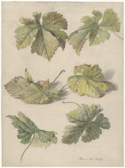 Studies van wingerdbladen door Willem van Leen