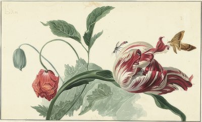 Tulp en papaver door Willem van Leen
