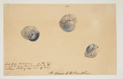 WD 961 f.20 door William Alexander