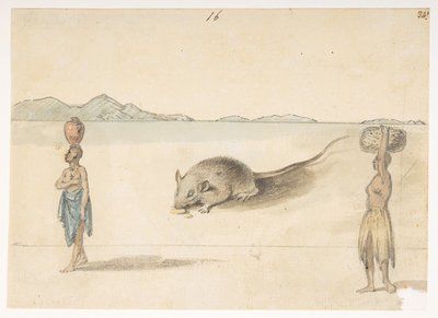 Muis. Inwoners waarschijnlijk van St. Jago. Op achterkant: Octopus. Buik van dezelfde vis. De schets gemarkeerd F behoort hierbij. uit een Album van 372 tekeningen van landschappen, kustlijnen, kostuums en het dagelijks leven gemaakt tijdens Lord Macartney door William Alexander