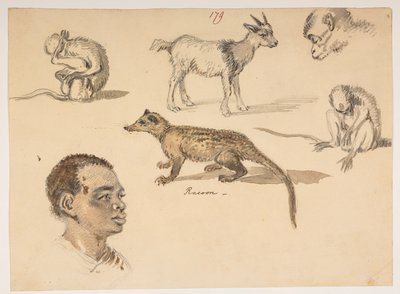 f.65 179 Hoofd van een man, wasbeer, geit en apen, uit een album van 372 tekeningen van landschappen, kustlijnen, kostuums en het dagelijks leven gemaakt tijdens Lord Macartney