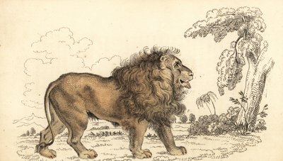Aziatische leeuw, bedreigd, Panthera leo leo door William Alexander Forbes