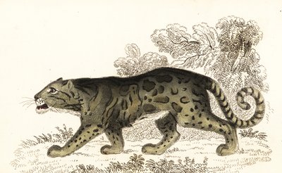 Nevelpanter, Neofelis nebulosa door William Alexander Forbes