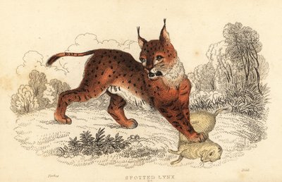 Euraziatische lynx, Lynx lynx, 1834 door William Alexander Forbes