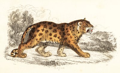 Jaguar, Panthera onca, 1834 door William Alexander Forbes
