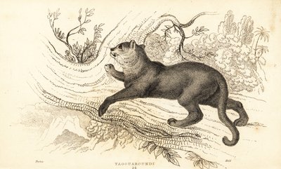 Jaguarundi, Puma yagouaroundi, 1834 door William Alexander Forbes