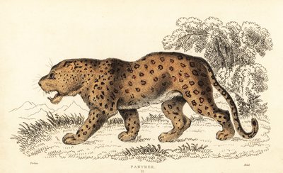 Luipaard, Panthera pardus, kwetsbaar door William Alexander Forbes