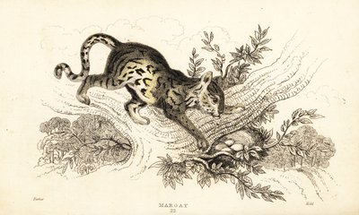Margay, Leopardus wiedii, 1834 door William Alexander Forbes