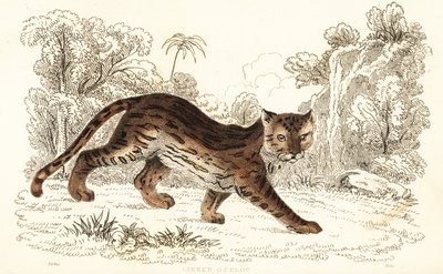 Margay, Leopardus wiedii catenata, 1834 door William Alexander Forbes