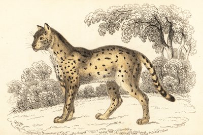 Serval, Leptailurus serval door William Alexander Forbes