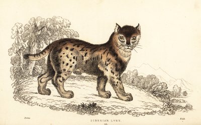 Siberische lynx, Lynx lynx wrangeli (Felis lynx) door William Alexander Forbes