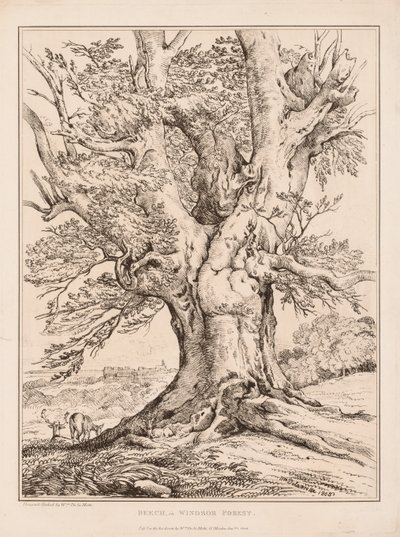 Beuk in Windsor Forest door William Alfred Delamotte