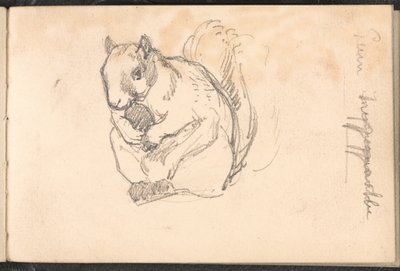Schets van een eekhoorn door William Barnes Wollen