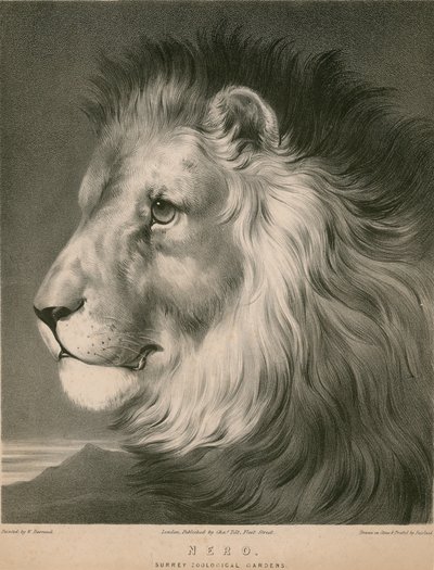 Nero de leeuw, Surrey Zoological Gardens, Londen door William Barraud